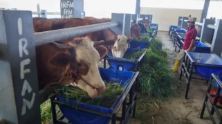 RPH Pegirian Pindah ke Tambak Osowilangun, Distribusi Daging Surabaya Tetap Lancar