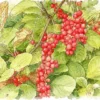 Schisandra Chinensis: Buah Lima Rasa dengan Manfaat Ganda untuk Hati dan Otak