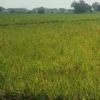Serangan Hama Wereng di Tekung Lumajang, Petani Khawatir Gagal Panen