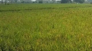 Serangan Hama Wereng di Tekung Lumajang, Petani Khawatir Gagal Panen