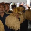 Seren Taun Cisungsang 2026: Ritual Panen yang Kini Jadi Magnet Wisata Budaya Banten