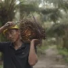 Sertifikasi Saja Tak Cukup, Petani Sawit Butuh Dukungan Pembiayaan
