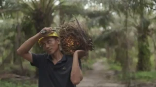 Sertifikasi Saja Tak Cukup, Petani Sawit Butuh Dukungan Pembiayaan