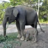 Setelah Harimau Sumatera, Kini Bayi Gajah Betina Lahir di Lembah Hijau Lampung