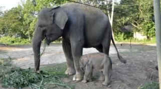 Setelah Harimau Sumatera, Kini Bayi Gajah Betina Lahir di Lembah Hijau Lampung