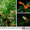 Spesies Baru Rhododendron Ditemukan di Sulteng, Namanya Diambil dari Tokoh Adat Suku Pamona