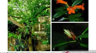 Spesies Baru Rhododendron Ditemukan di Sulteng, Namanya Diambil dari Tokoh Adat Suku Pamona