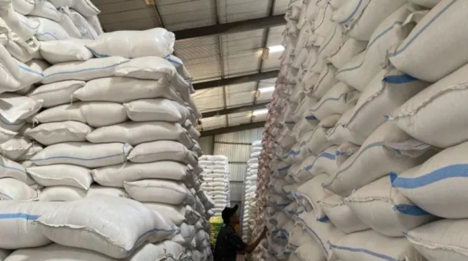 Tambah Gudang Penyimpanan, Serapan Gabah di Tulungagung Capai 57 Ribu Ton