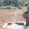 Tembakau Jadi Tumpuan Harapan Petani di Lahan Kering Madura, Ini Kata Petani Sumenep
