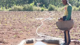 Tembakau Jadi Tumpuan Harapan Petani di Lahan Kering Madura, Ini Kata Petani Sumenep