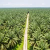 Tumpangsari Pisang di Kebun Sawit: Praktisi PPKS Ingatkan Pengelolaan Anakan Agar Produksi Tidak Turun