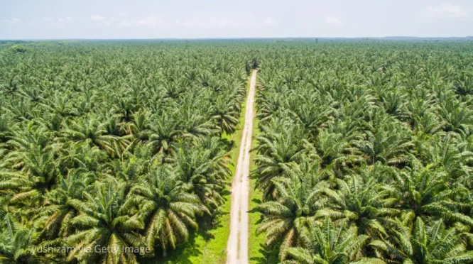 Tumpangsari Pisang di Kebun Sawit: Praktisi PPKS Ingatkan Pengelolaan Anakan Agar Produksi Tidak Turun