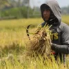 Wabah Tikus dan Banjir Rob Ancam Hasil Panen Petani di Tongas, Probolinggo
