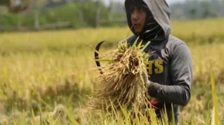 Wabah Tikus dan Banjir Rob Ancam Hasil Panen Petani di Tongas, Probolinggo