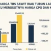 Wacana Monopoli Ekspor Sawit Picu Penurunan Harga TBS dan Kekhawatiran Petani