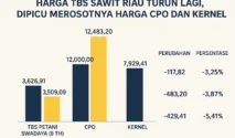 Wacana Monopoli Ekspor Sawit Picu Penurunan Harga TBS dan Kekhawatiran Petani