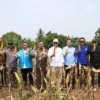 Wagub Banten Dorong Pemuda Kembali ke Sektor Pertanian Lewat Panen Jagung di Lebak