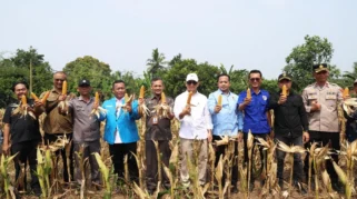 Wagub Banten Dorong Pemuda Kembali ke Sektor Pertanian Lewat Panen Jagung di Lebak