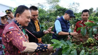Kebun Induk Hanakau Dikembangkan Jadi Pusat Benih Kopi Unggul Lampung