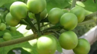7 Manfaat Terung Pipit untuk Kesehatan, dari Diabetes hingga Asam Lambung
