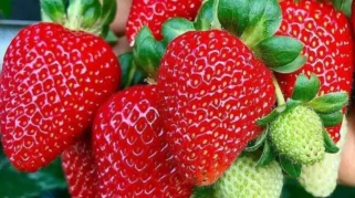 8 Manfaat Stroberi untuk Kesehatan, dari Cegah Sembelit hingga Kanker