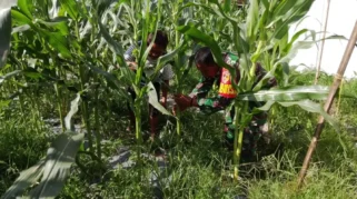 Babinsa dan Warga Bersihkan Gulma di Lahan Jagung di Payakumbuh