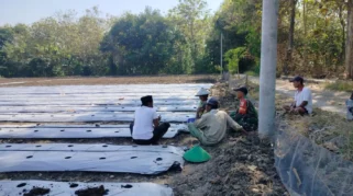Babinsa Kamal Dampingi Warga Siapkan Lahan Cabai