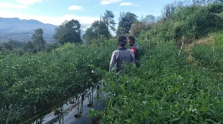 Babinsa Koramil 03 Suliki Dampingi Warga Rawat Tanaman Cabai Merah
