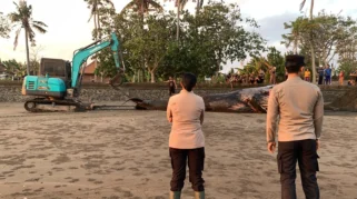 Bangkai Paus Bungkuk di Pantai Perancak Dikubur Ulang untuk Cegah Dampak Lingkungan
