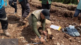 BBKSDA Riau Tangani Serangan Harimau Sumatra yang Tewaskan Anak di Pelalawan