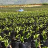 Bibit Topaz Bisa Dongkrak Produktivitas Sawit, dan Tawarkan Varietas Toleran Ganoderma