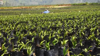 Bibit Topaz Bisa Dongkrak Produktivitas Sawit, dan Tawarkan Varietas Toleran Ganoderma