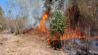 BPBD Babel Ingatkan Warga Waspada Karhutla di Masa El Nino