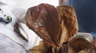 Daun Ketapang Babel Tembus Pasar AS, Jepang, Inggris, dan Jerman