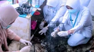 Dinkes Bondowoso Imbau Masyarakat Waspada Penyakit Leptospirosis