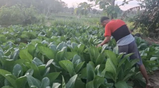 Disperta Sampang: Harga Tembakau Tak Hanya Berpatokan pada BEP, Petani Berharap Harga Layak