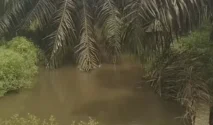 DPRD Riau Desak Pengawasan Ketat Perusahaan Sawit di Sempadan Sungai