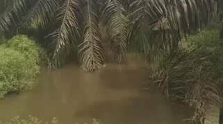 DPRD Riau Desak Pengawasan Ketat Perusahaan Sawit di Sempadan Sungai