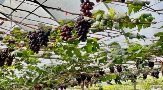 Duta Pengangguran: Wisata Edukasi Anggur di Tengah Kota Malang
