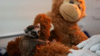 Foto Gantikan Induk, Boneka Mainan Temani Bayi Lemur di Kolombia