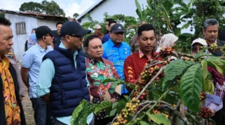 Gubernur Lampung Dorong Produktivitas Kopi dengan Pupuk Hayati Cair