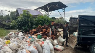 Harga Berondolan Sawit di Aceh Singkil Naik Rp100-Rp200 per Kilogram