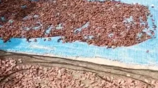 Harga Kakao di Aceh Utara Turun, Petani Berharap Pasar Dunia Kembali Membaik