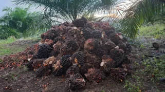 Harga TBS Sawit Jambi Naik, Petani Swadaya Belum Nikmati Kenaikan