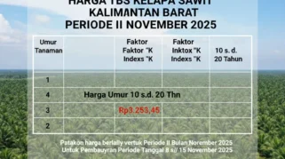 Harga TBS Sawit Kalbar Periode II Juli 2026 Naik Jadi Rp3.599,27 per Kg