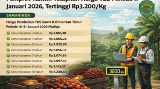 Harga TBS Sawit Kaltim Periode II-Juni 2026 Naik Rp65,77 per Kg