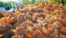 Harga TBS Sawit Sumatera Barat Periode II Juli 2026 Naik Rp101,8 per Kg