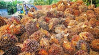Harga TBS Sawit Sumatera Barat Periode II Juli 2026 Naik Rp101,8 per Kg