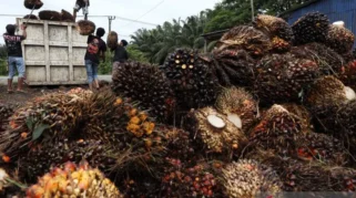 Harga TBS Sawit Sumbar Periode I-Juli 2026 Naik Rp56,33 per Kg