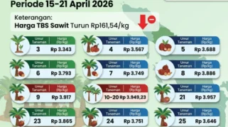 Harga TBS Sawit Sumut Periode 1-7 Juli 2026 Naik Rp100,74 per Kg